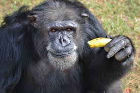 chimp