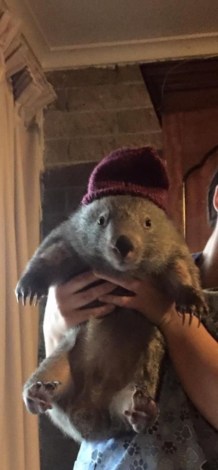 Wombat